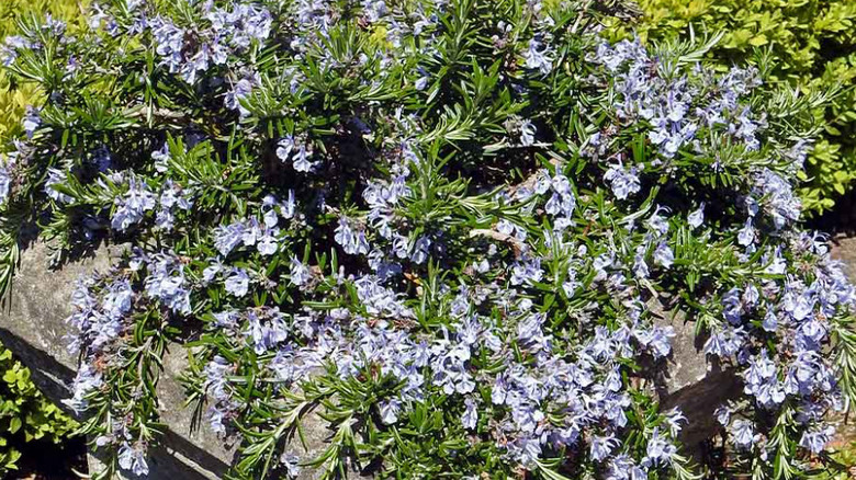 Close up of well-sweep rosemary in garden