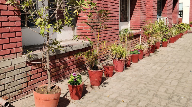 Potted plants line the side of a brick building drenched in sunlight to stay warm over winter.