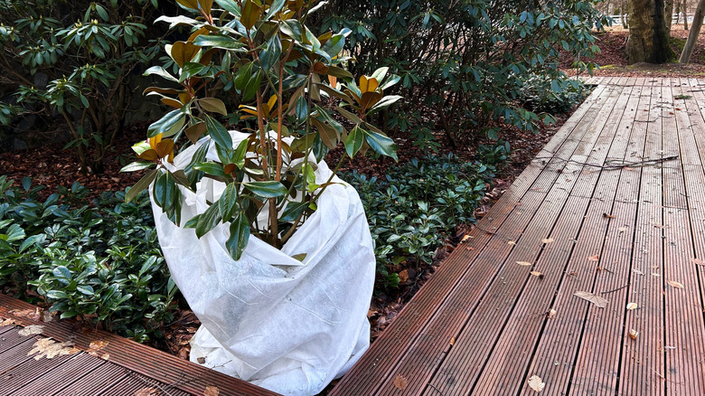 A potted plant wrapped in a white blanket.