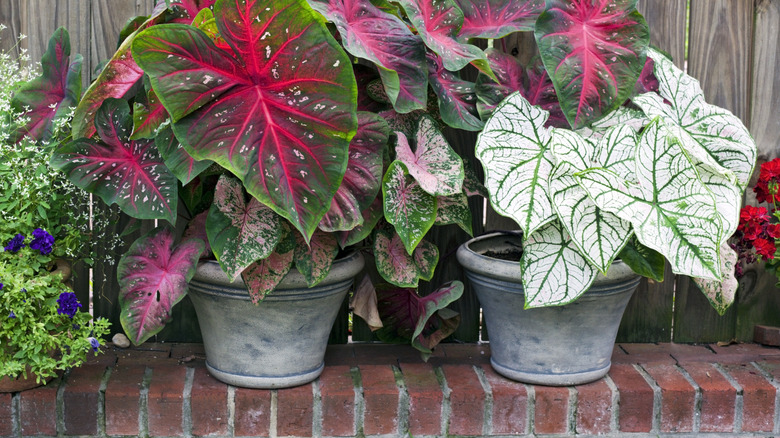Flower pots elevated on bricks to protect from frost.