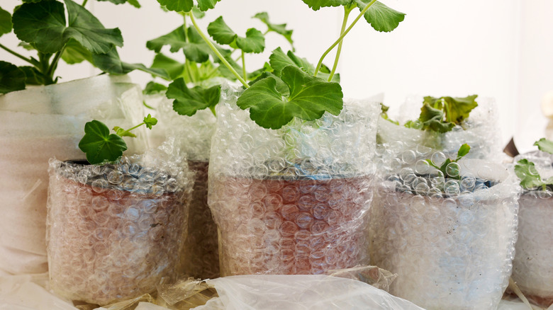 Planters wrapped in bubble wrap for winter.