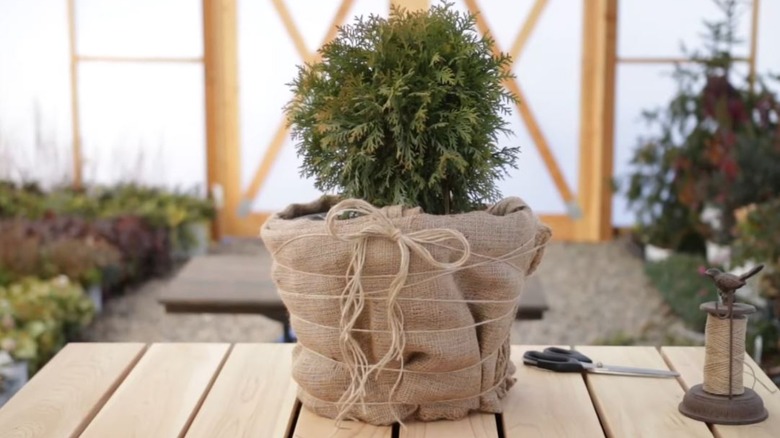 A small planter pots wrapped with burlap and twine with a twine bow.