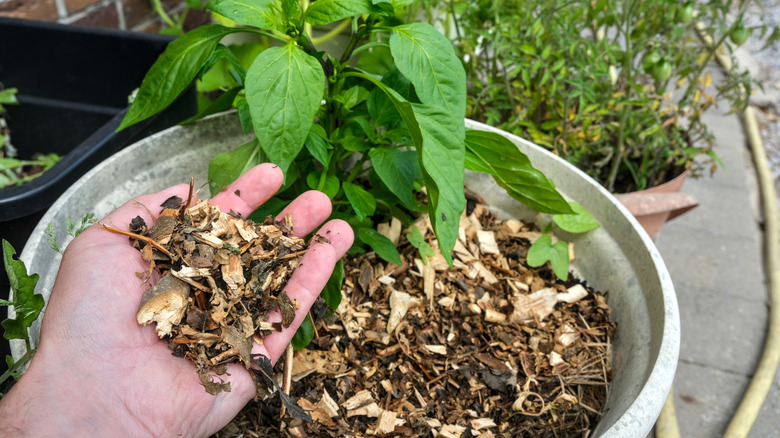 A hand holds leaf mulch ready to pour over soil in a planter pot.