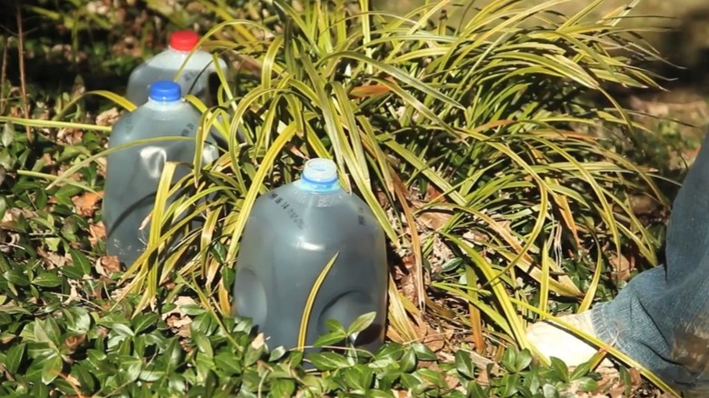 Milk jugs filled with dark colored water surround a plant to keep it warm.
