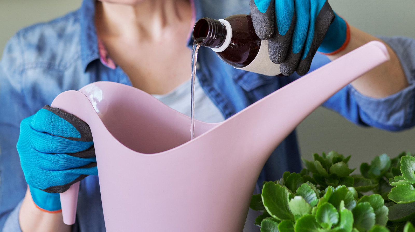 8 Hydrogen Peroxide Pest Control Hacks To Try (& 3 To Avoid)