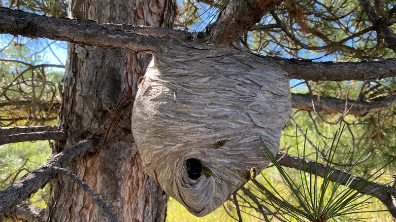 yellow jacket nest on a pine tree