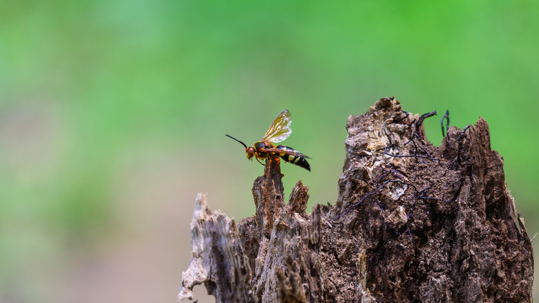 cicada killer wasp
