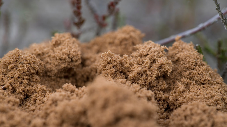 digger wasp nest on the ground