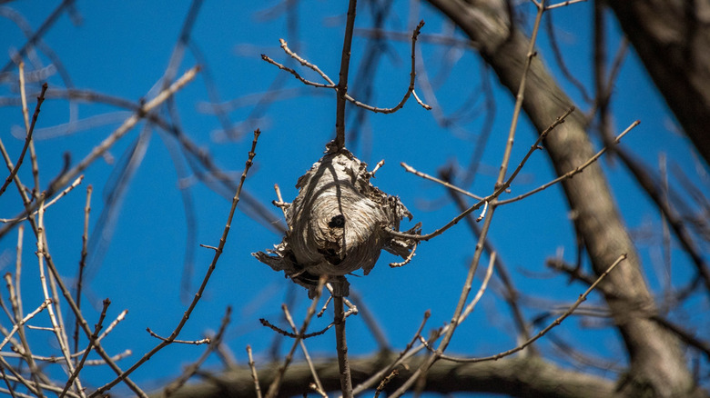 European hornet nest in a tree against a blue sky