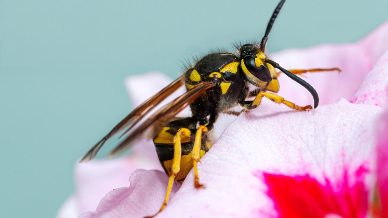 A yellow and black wasp on a pink flower.