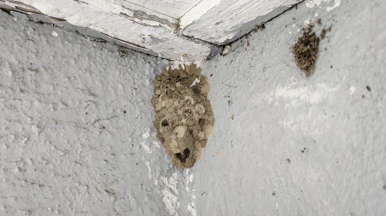 mud dauber nest on the corner of a gray wall