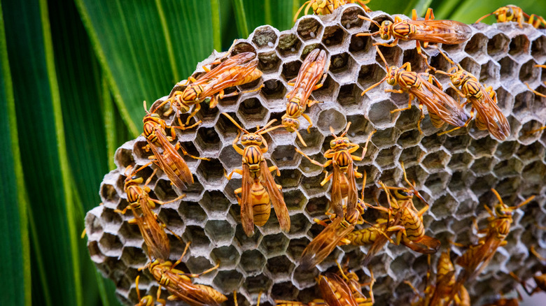 Paper wasps building a nest on a palm tree.