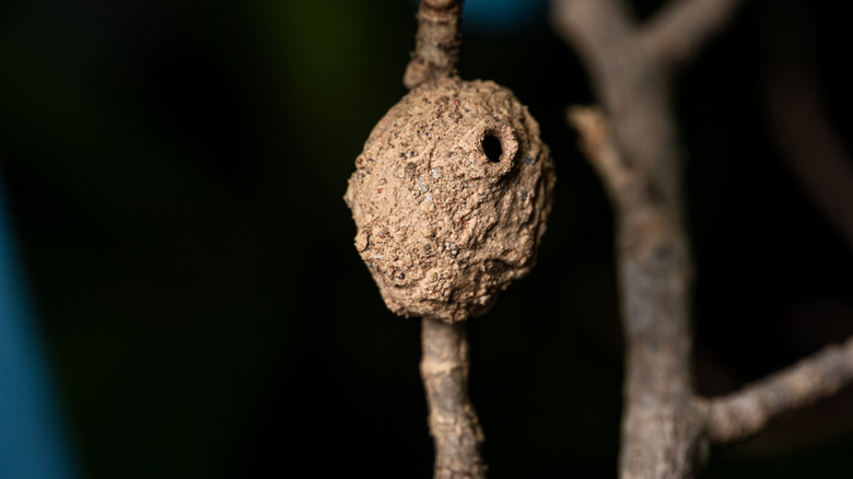 A potter wasp nest on a branch.