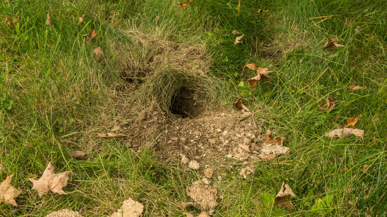 The entrance to an underground yellowjacket nest in green grass.