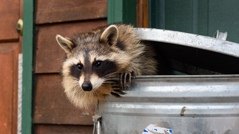 A raccoon pops its head out of a metal garbage can