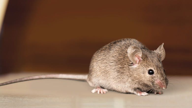 A mouse is seen pausing on a floor