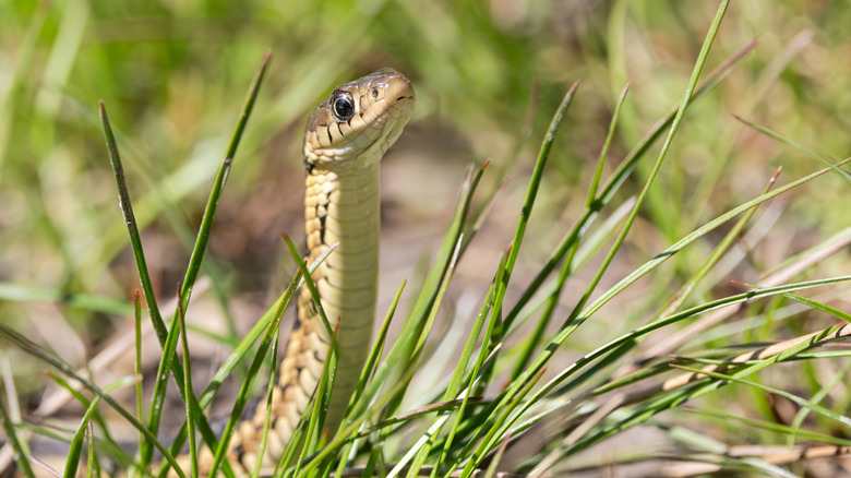 A snake is seen poking up from some tall grass