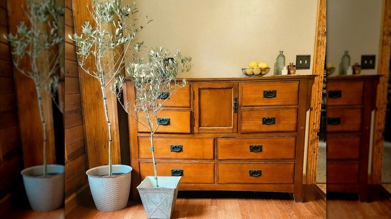 photo of an Arbequina olive trees inside a house near a dresser