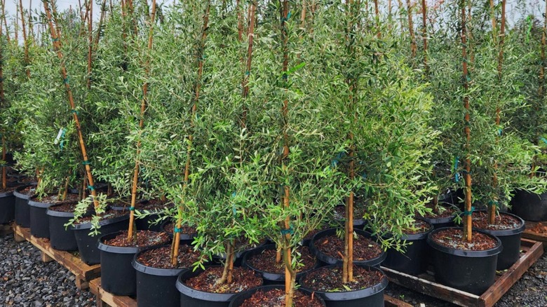 Arbosana olive trees in pots outside for sale