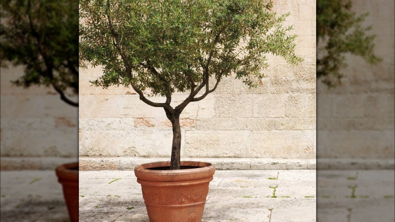 Frantoio olive tree against a beige wall