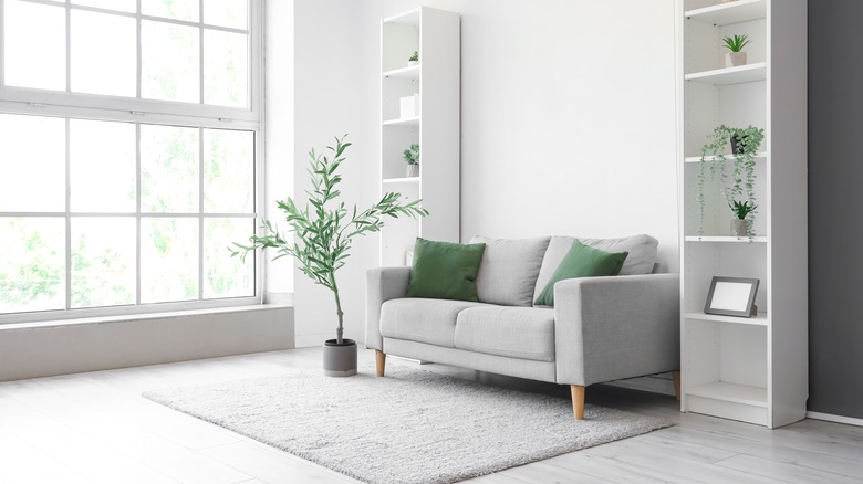 bright white apartment with small olive tree in pot near a couch