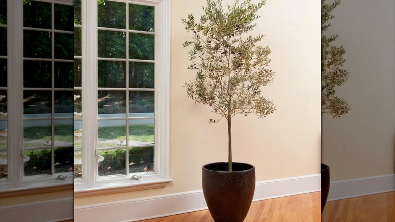 Koroneiki olive tree in a pot near in a window inside