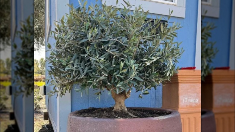 potted Little Ollie trees near house entrance