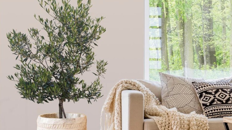 small Mission olive tree near a couch