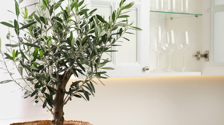 small olive tree on a table