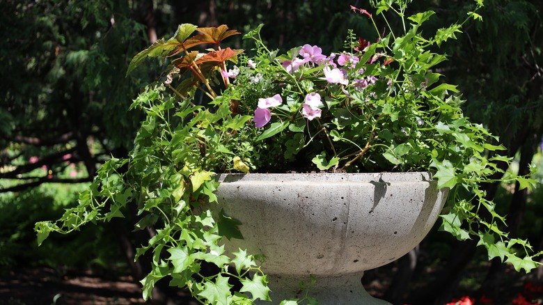 Close up of concrete bowl planter