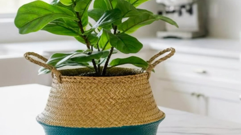 Wicker basket used as planter