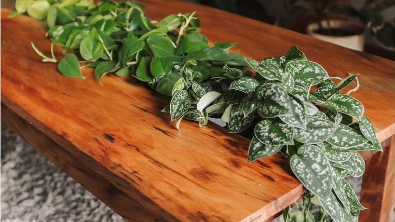 Planter display box made of coffee table