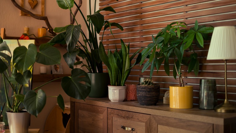 House plants displayed in living room in assorted pots