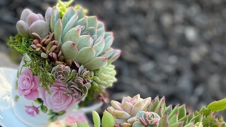 Close up of succulent in teacup