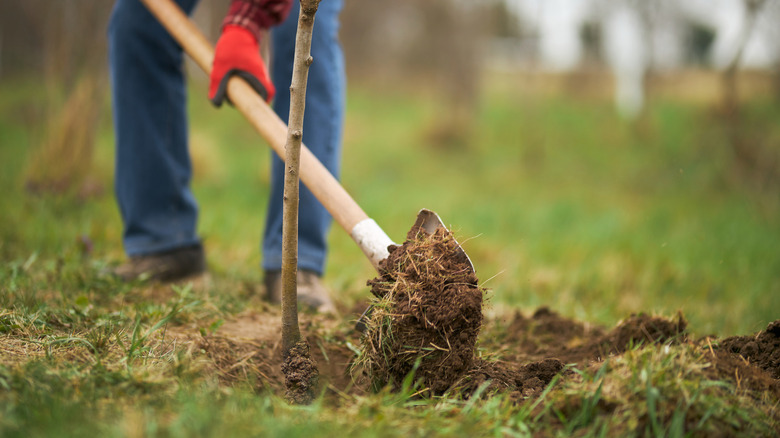 Gardener wearing gloves shoveling dirt into a hole around a newly planted tree