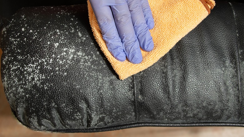 mildew on black leather upholstery
