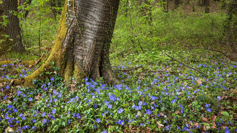 tree with vinca