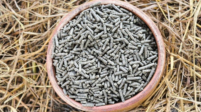 A small bowl filled with alfalfa pellets rests on a bed of straw