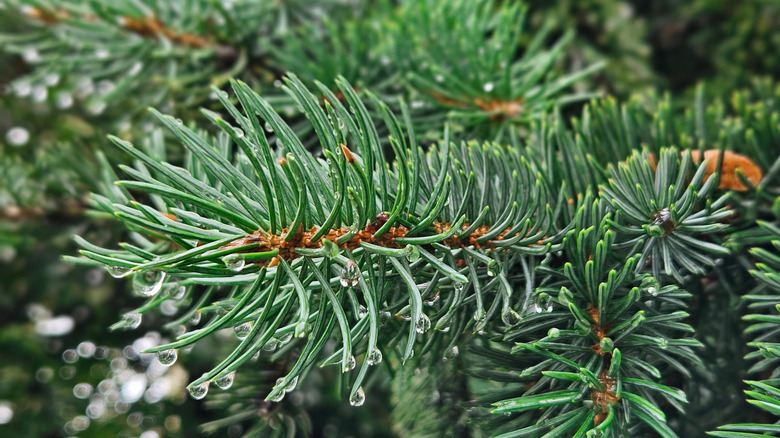 A closeup of a blue-green pine branch with rain droplets on the needles