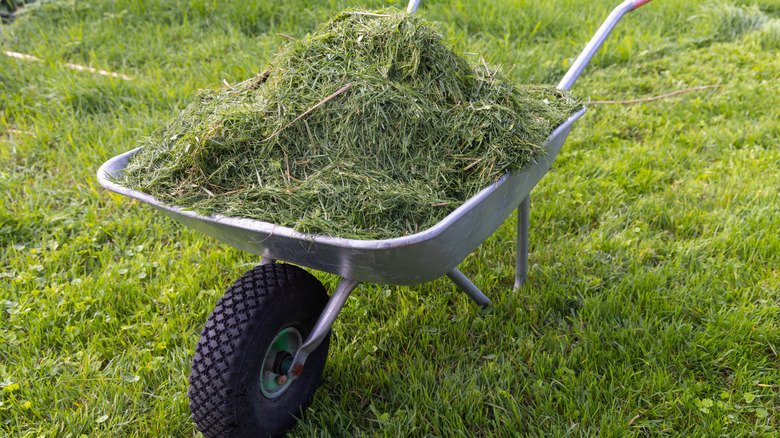 A wheelbarrow filled with grass clippings rests on a green lawn