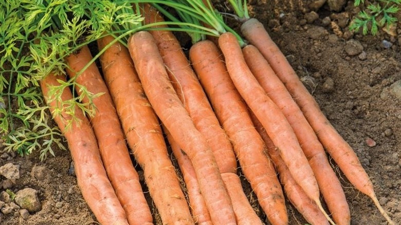 Pile of carrots on dirt