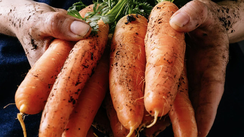 Person holding 'Little Finger' carrots with both hands
