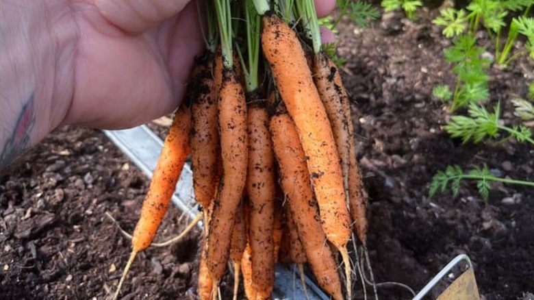 Person holding small 'Mokum' carrots above a garden bed
