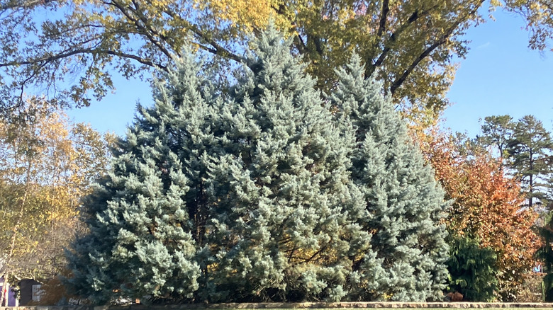 Three large 'Carolina Sapphire' cypress trees in a yard