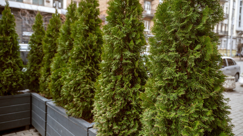 A group of 'Green Giant' arborvitaes growing in large planter boxes as a street screen