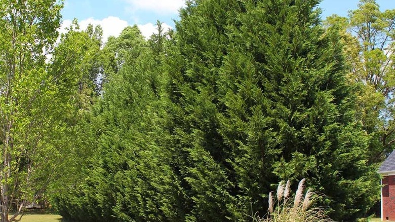 A row of large 'Green Rocket' Leyland cypress trees next to a house