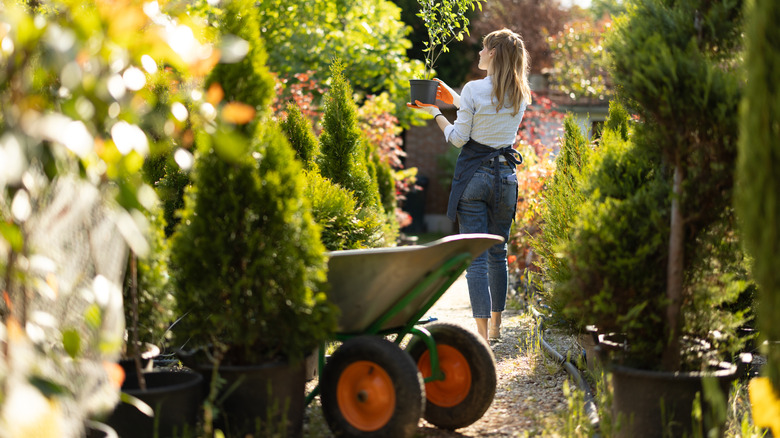 A person tending to plants in a garden center displaying a few different types of cypress trees