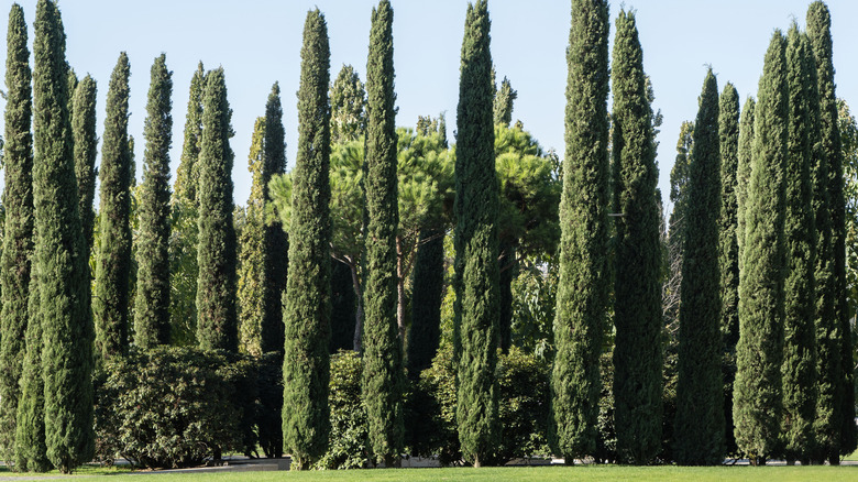 A group of impressive Italian cypress trees planted as a loose hedge in a park