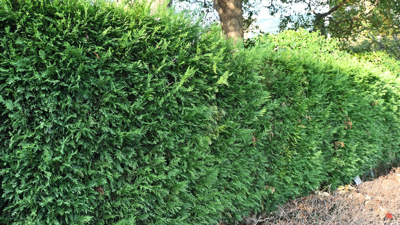 A hedge of Leyland cypress trees
