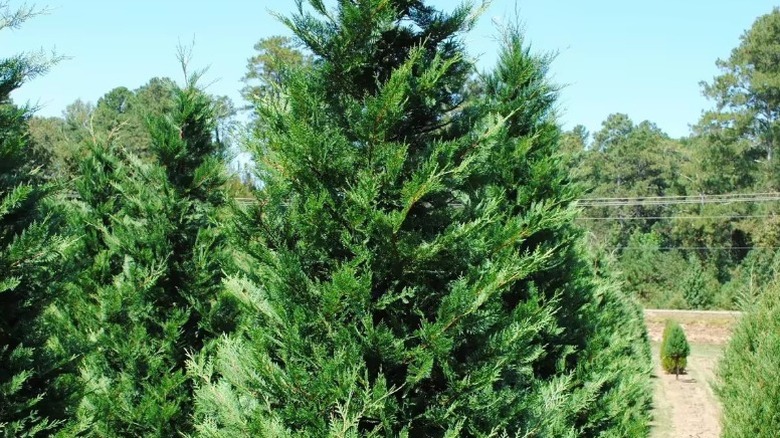 A beautiful Murray cypress growing in a field